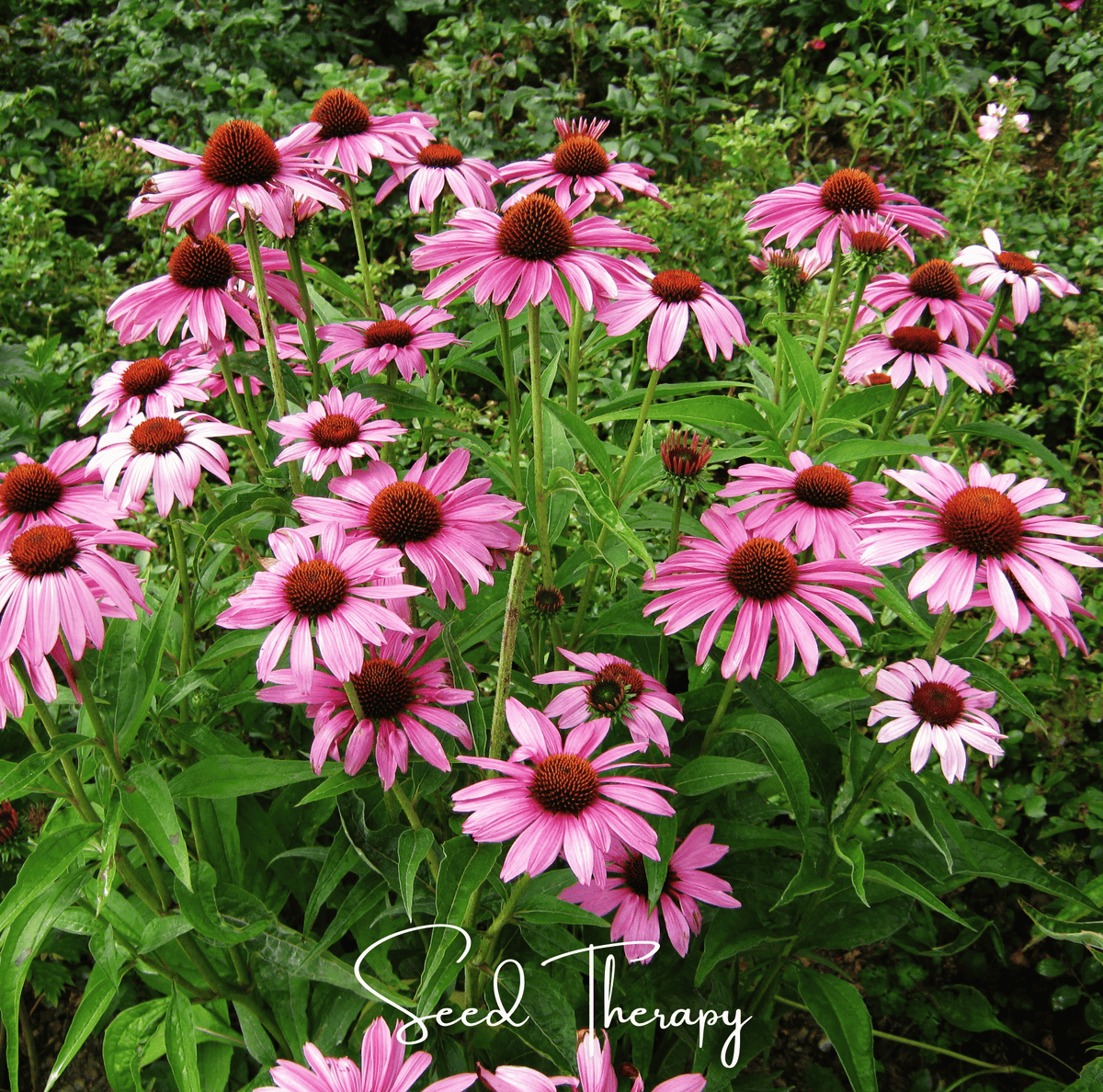 Purple Coneflower Seeds | Echinacea purpurea Native Perennial for Pollinators & Wildflower Gardens