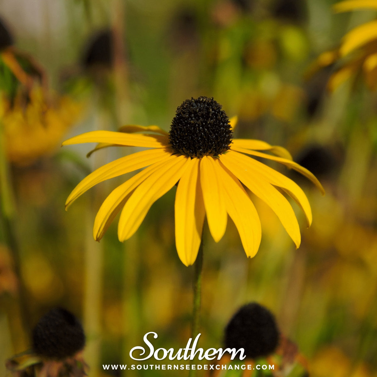 Yellow Coneflower – 100 Seeds