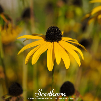 Yellow Coneflower – 100 Seeds