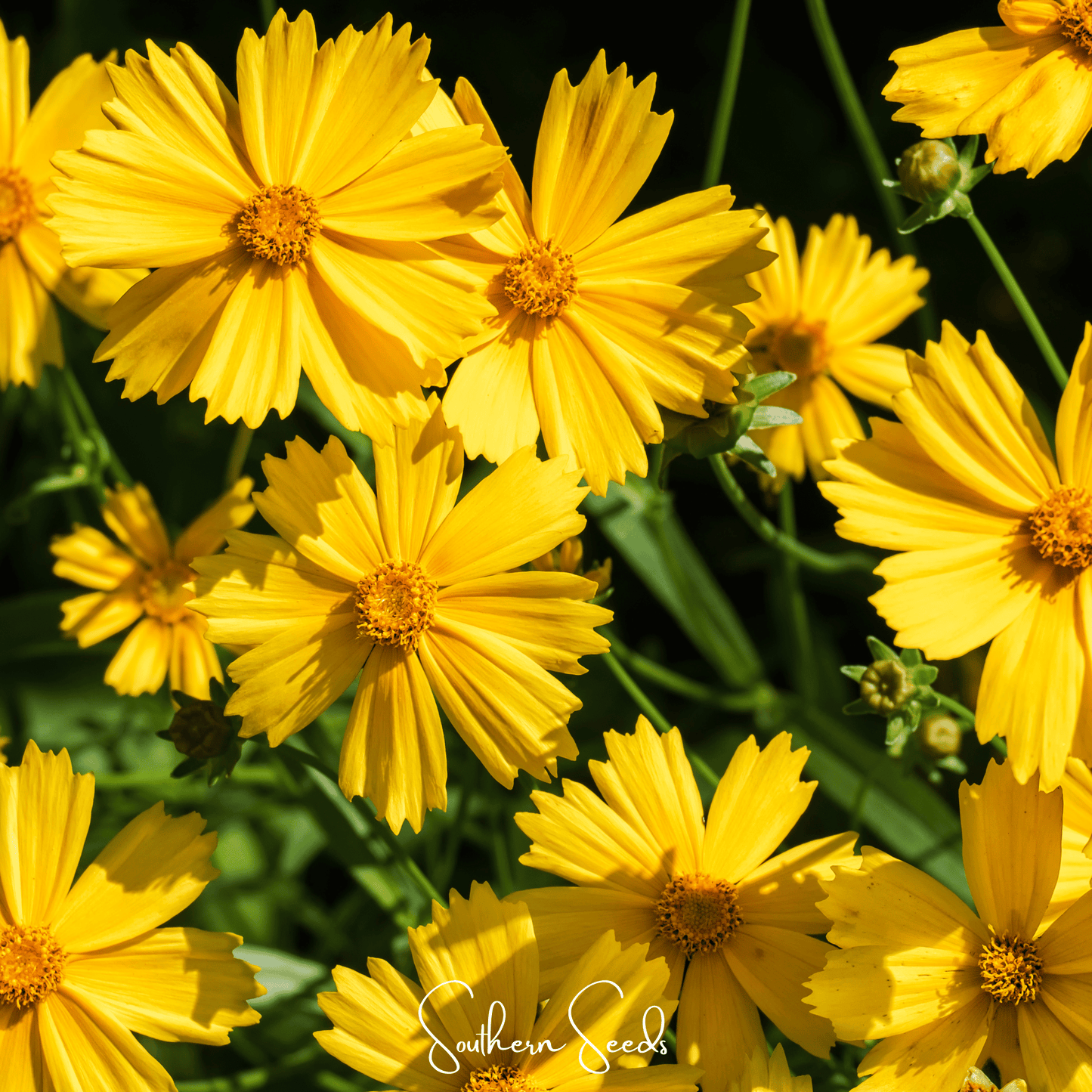 Lance Leaf Coreopsis Seeds - Bright Yellow Wildflower for Native Gardens, Drought-Tolerant Perennial, Bee & Butterfly Attractant