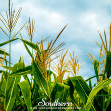 Bantam 12 Row Corn – 30 Seeds