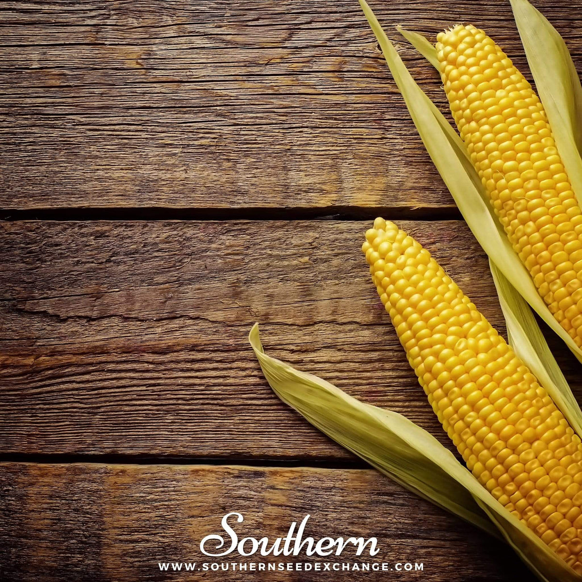Golden Bantam Sweet Corn Seeds – Heirloom, Open Pollinated, 12-Row, Golden Yellow Kernels, Zea mays