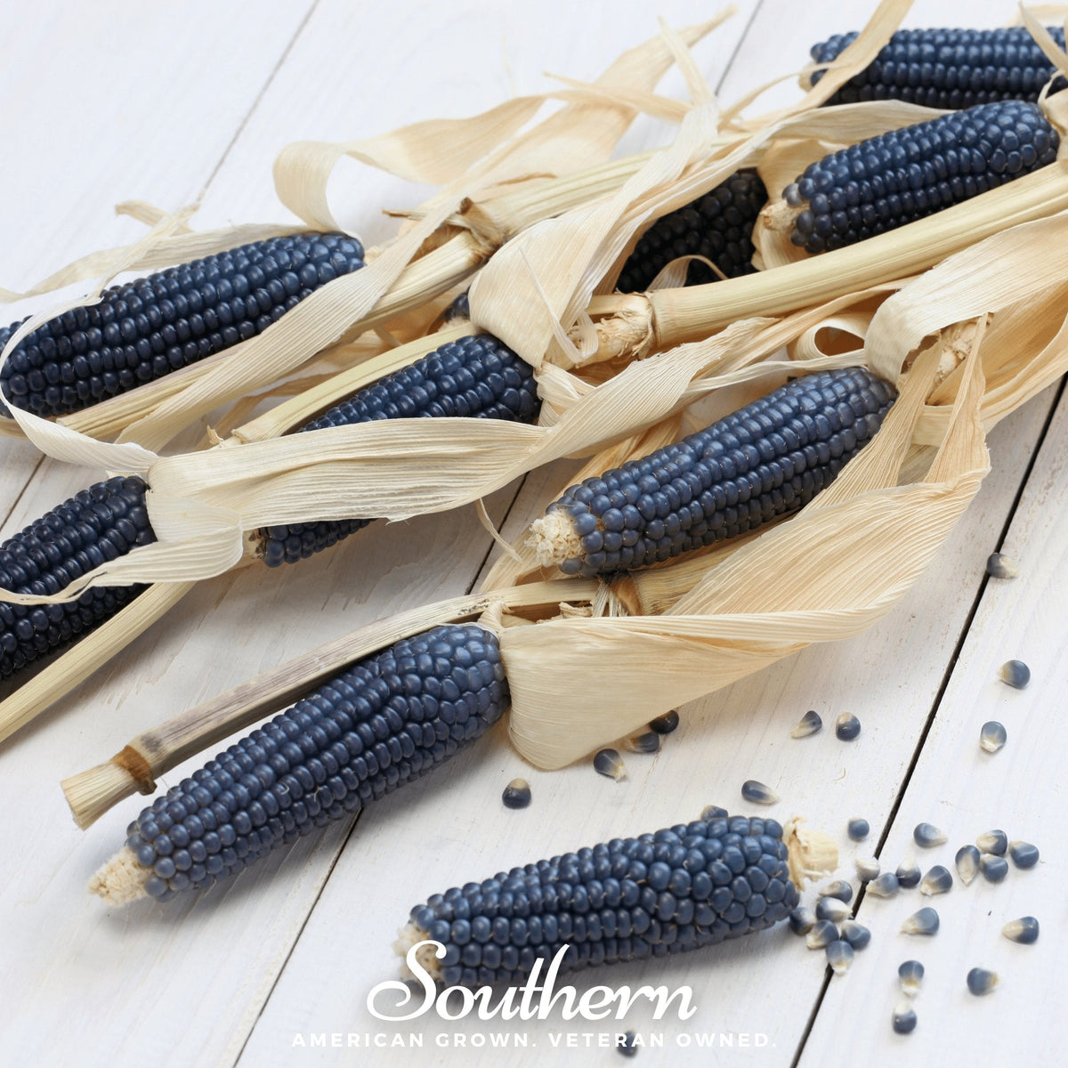 Hopi Blue Corn Seeds – Heirloom Native American Flour Corn for Grinding & Cooking, 30 Seeds Zea mays