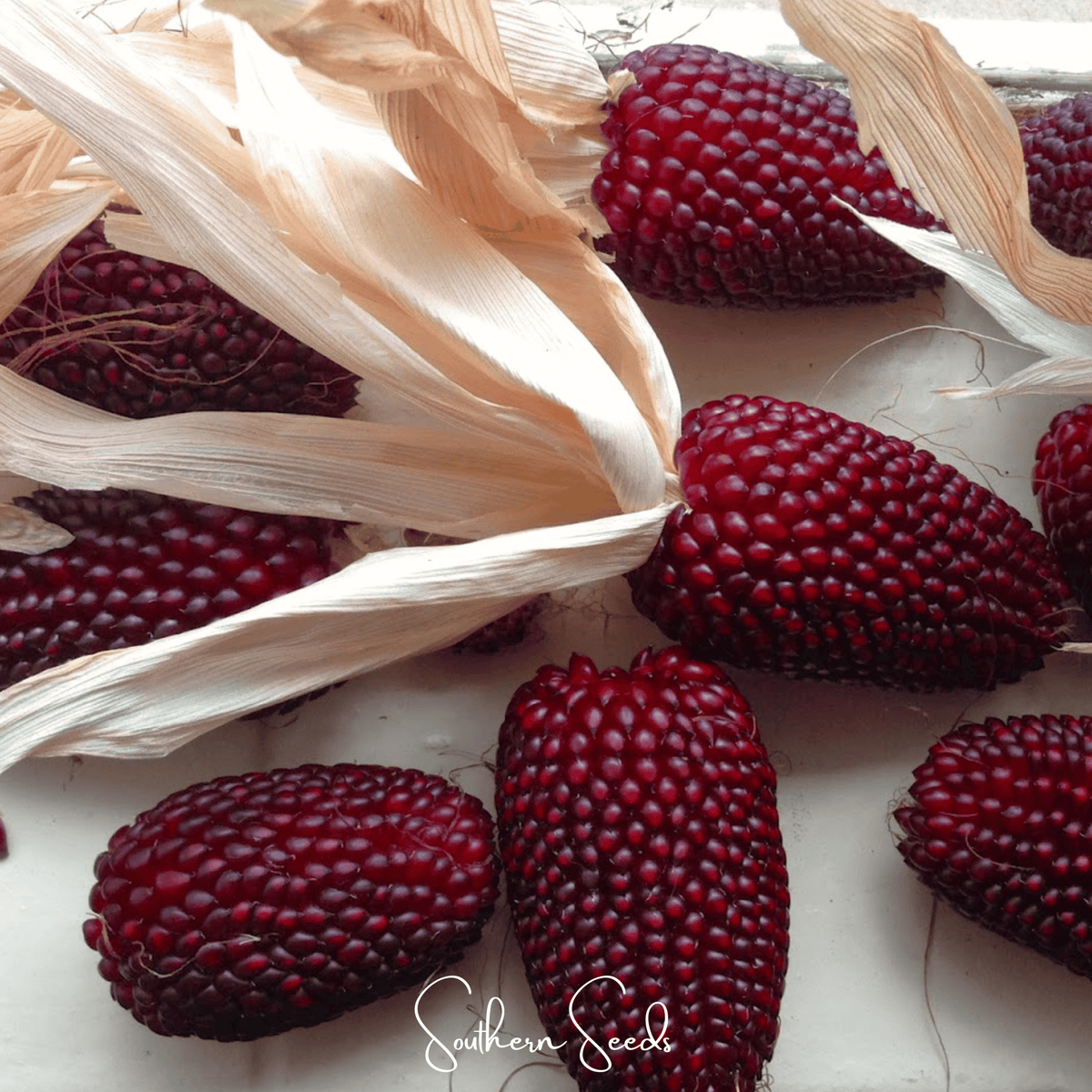 Strawberry Corn Seeds – Heirloom Popcorn with Ruby-Red Ears – 30 Seeds Zea mays