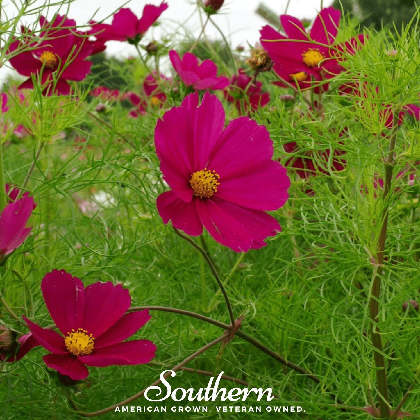 Dazzler Cosmos – 100 Seeds