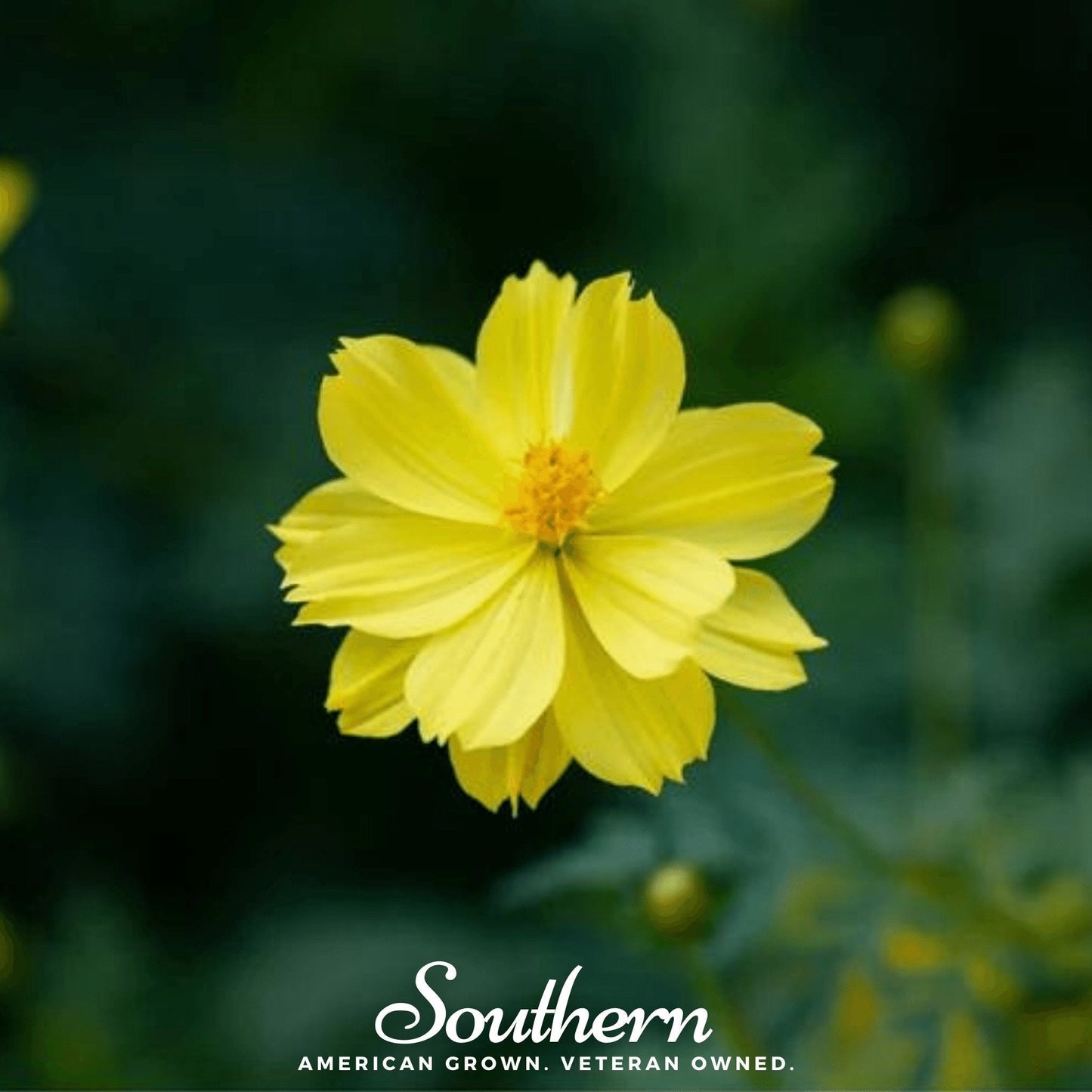 Lemon Sulphur Dwarf Cosmos Seeds – Bright Yellow Heirloom Annual for Containers & Borders (Cosmos sulphureus)