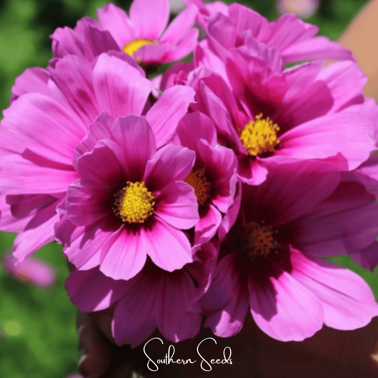 Radiance Cosmos Seeds – 100 Deep Pink & Red Blooms – AAS Winner, Cosmos bipinnatus, Annual Flower for Garden & Cut Flowers