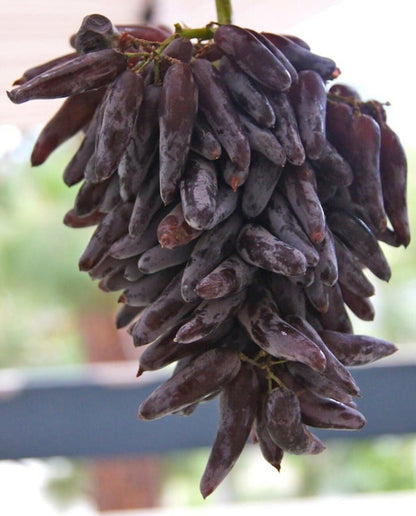 Cotton Candy - Heirloom Rare Deep Black Purple Finger Grape Seeds - Vitus Vinifera - Sweet Fruit