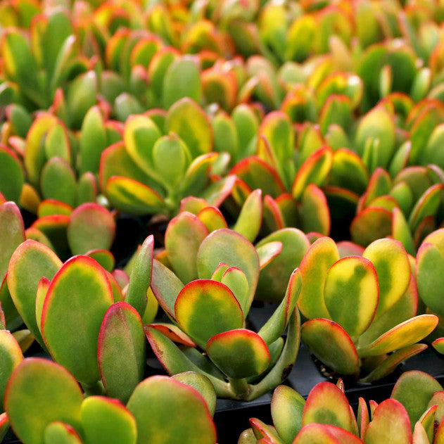 Sunset Jade Plant Cuttings – Crassula Ovata Unrooted Succulent Stems for Propagation, Indoor, Drought-Tolerant, Easy to Grow