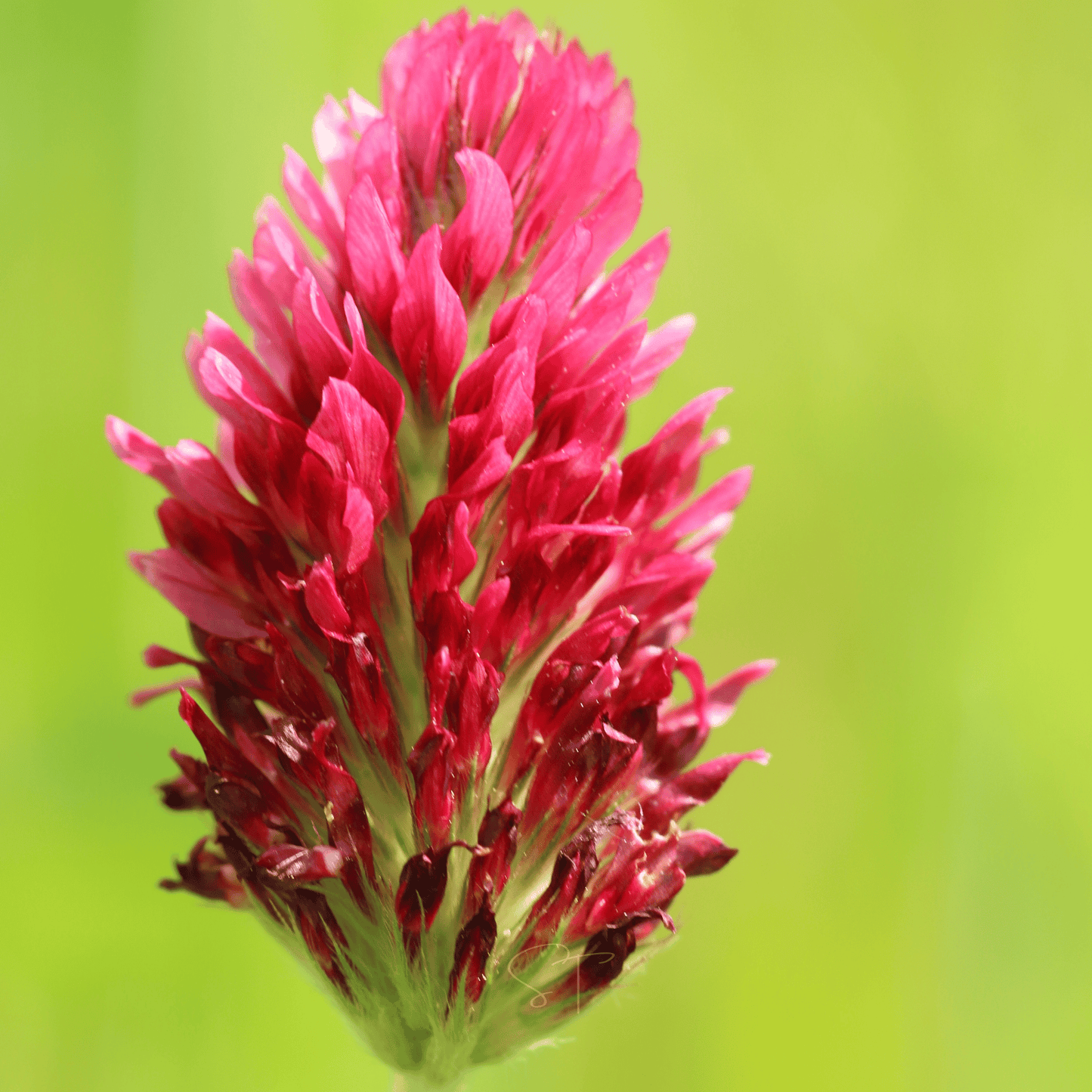 Crimson “Dixie” Clover – 1,000 Seeds