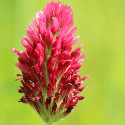 Crimson “Dixie” Clover – 1,000 Seeds