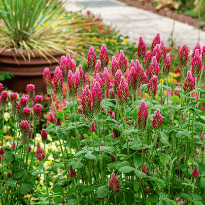 Crimson “Dixie” Clover – 1,000 Seeds