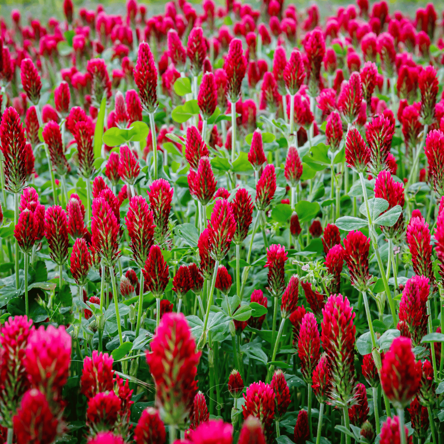 Crimson “Dixie” Clover – 1,000 Seeds
