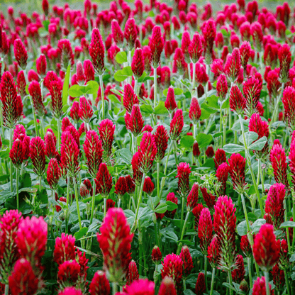 Crimson “Dixie” Clover – 1,000 Seeds