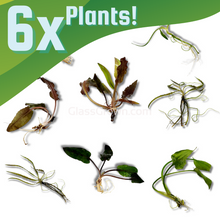 Grower's Choice Cryptocoryne (6 Plants)