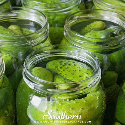 Boston Pickling Cucumber – 30 Seeds