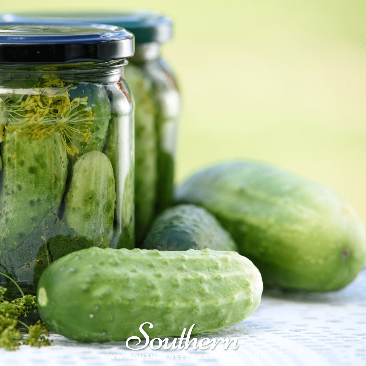 Boston Pickling Cucumber Seeds – Heirloom, Open Pollinated, Non-GMO for Crisp Pickles, Cucumis sativus, 30 Seeds