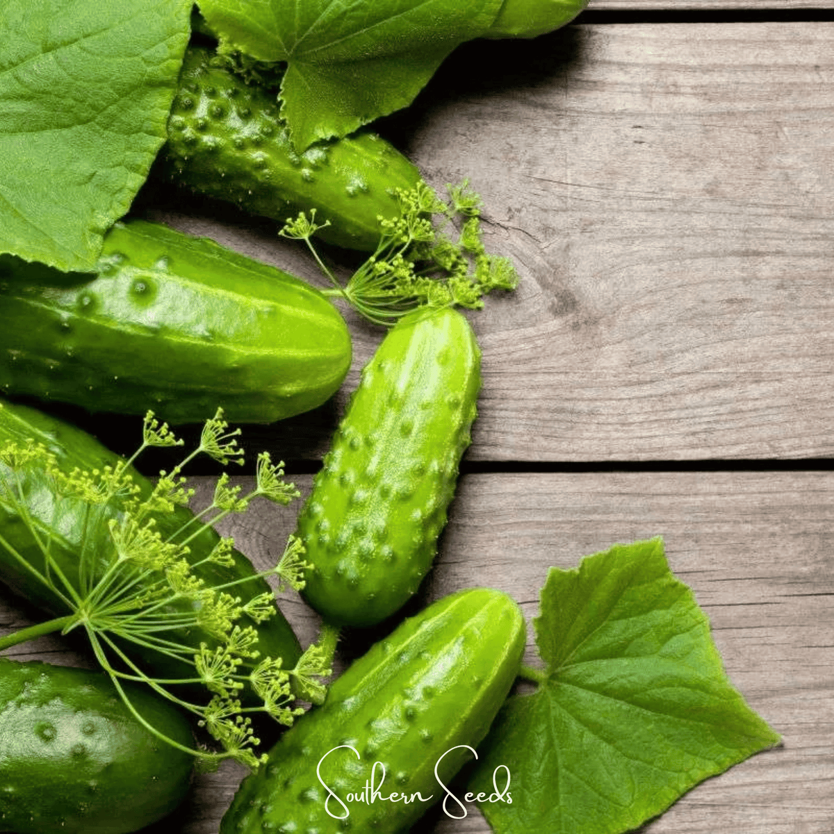 H-19 Little Leaf Cucumber Seeds – Compact Parthenocarpic Heirloom for Slicing & Pickling, Cucumis sativus, 30 Seeds