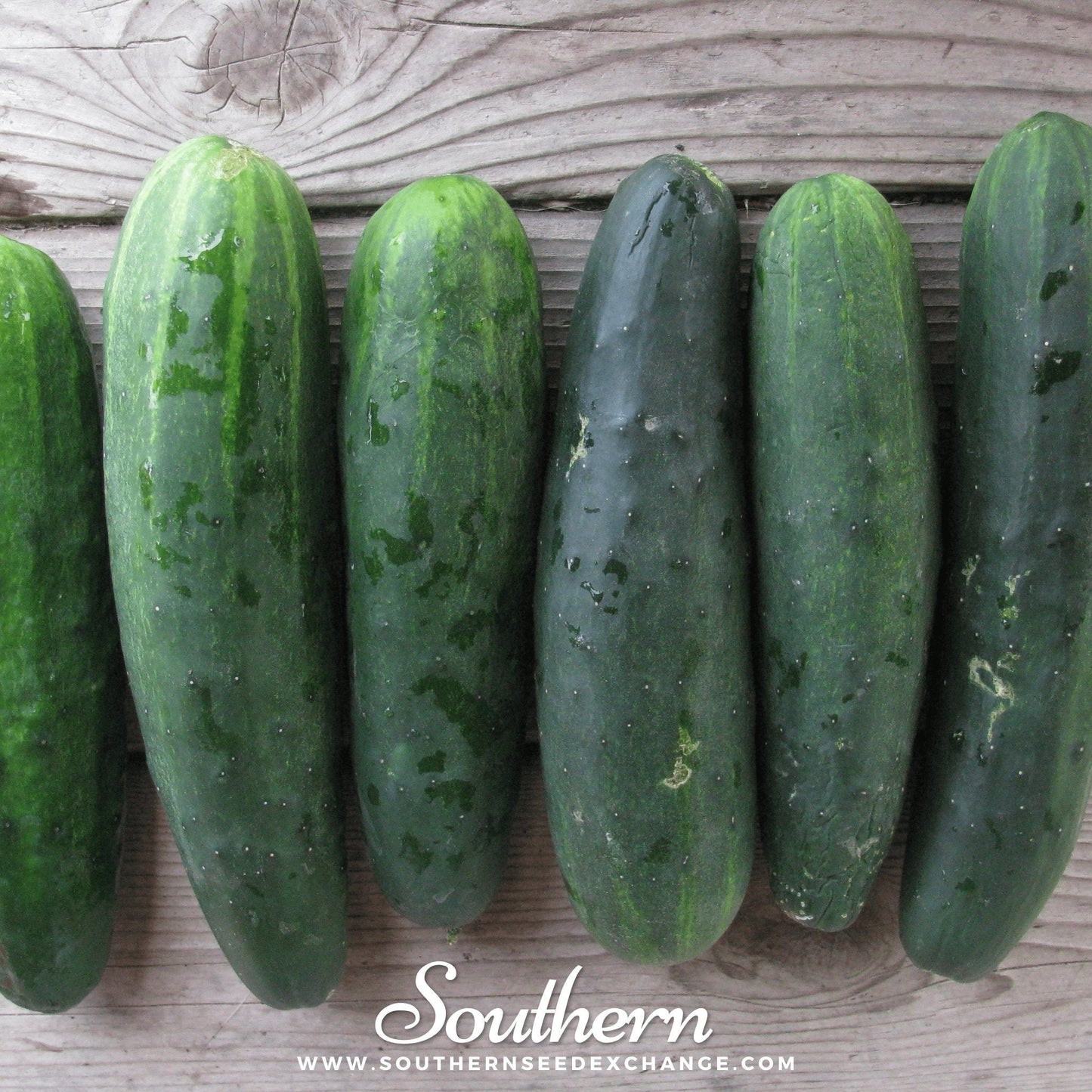 Marketmore 76 Cucumber Seeds – Heirloom, Disease-Resistant, Slicing Cucumbers for Garden, Salad, and Sandwiches, Cucumis sativus