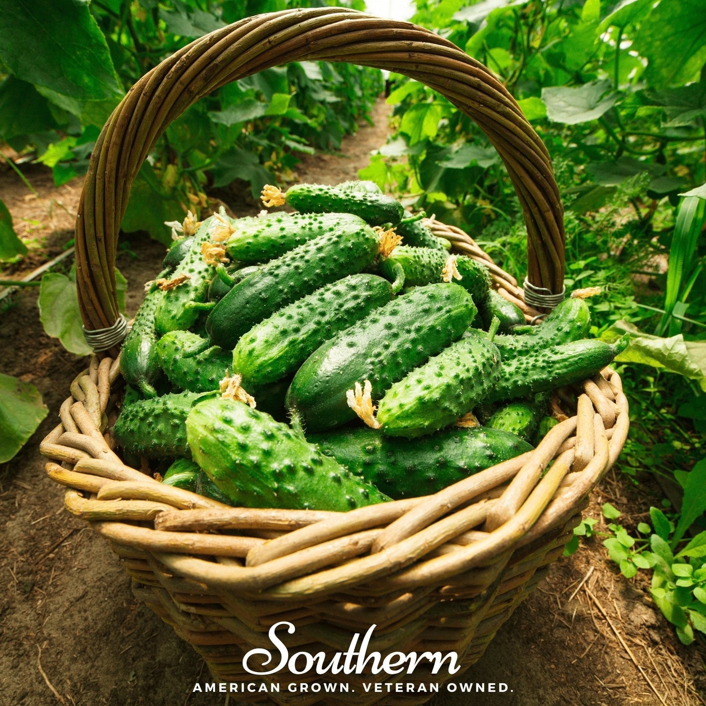 Pioneer Hybrid Cucumber Seeds – 30 Non-GMO, Disease-Resistant, Straight Dark Green Slicing Cucumbers Cucumis sativus