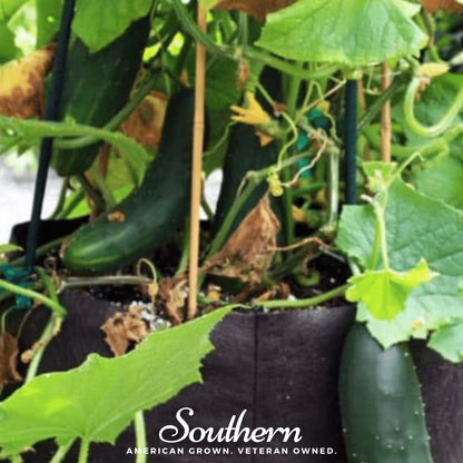 Spacemaster Cucumber – 30 Seeds