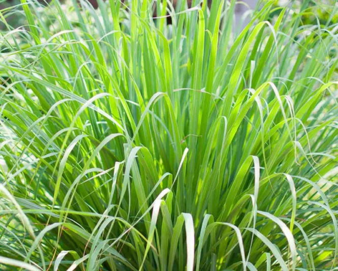 Live Lemongrass Stalks - Organic Cymbopogon citratus Herb Plant for Cooking, Tea & Mosquito Repellent