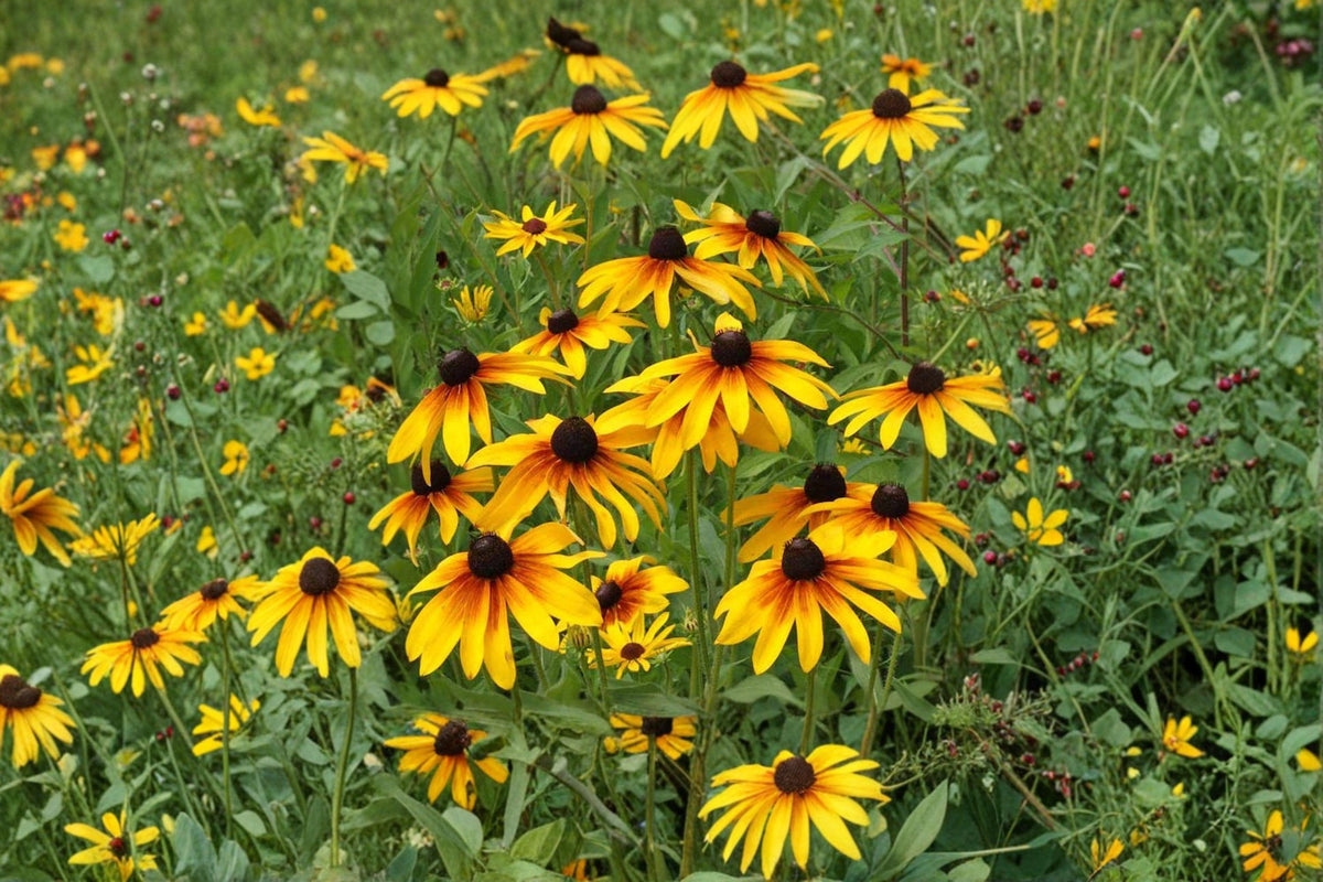 100 Seeds Rudbeckia hirta Gloriosa Daisy - Vibrant Yellow-Red Blooms for Summer Gardens, Pollinator-Friendly, Full Sun Annual