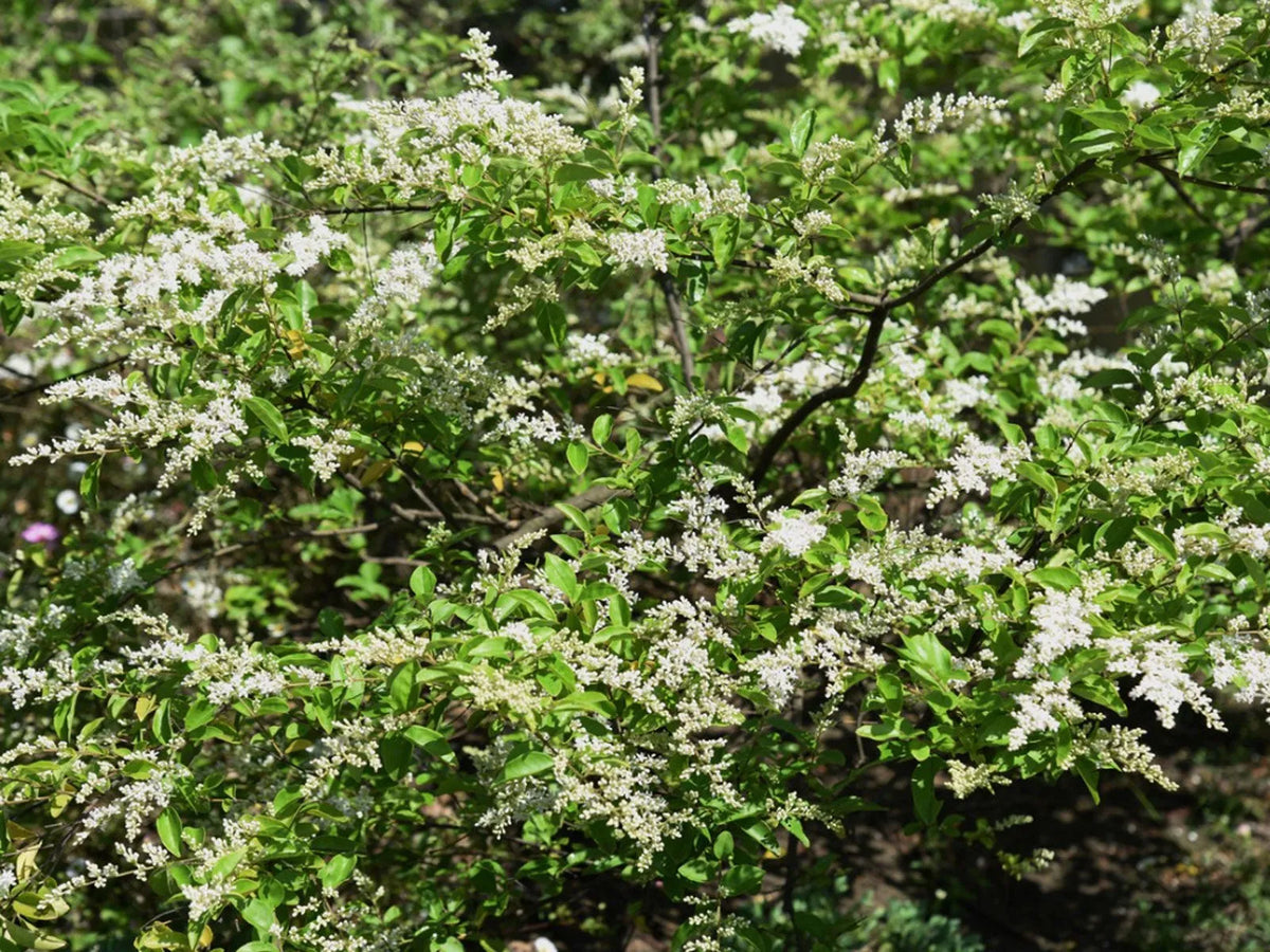 Chinese Privet Hedge Cuttings – Ligustrum sinense, Fast-Growing Privacy Bush, Unrooted Starts for Landscaping & Propagation