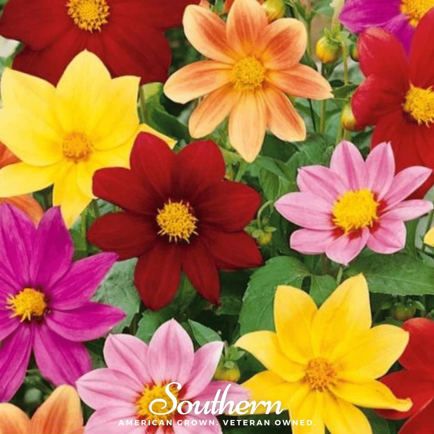 Mignon Dahlia Mix Seeds – Petite Bright Color Heirloom Dahlia Variabilis for Containers & Borders