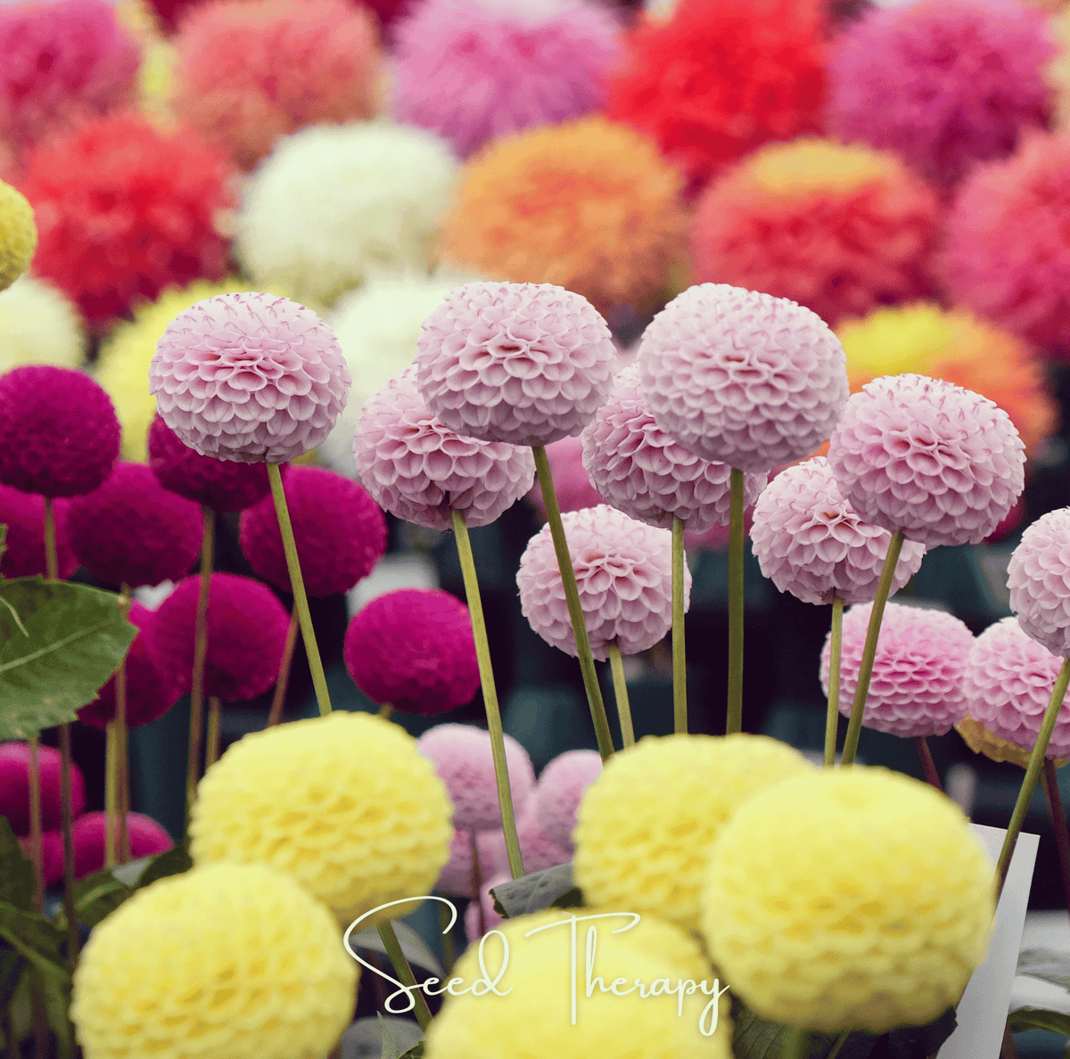 Pompon Dahlia Mix Seeds – Spherical Ball-Shaped Flowers, Vibrant Colors, Heirloom Dahlia (Dahlia variabilis)