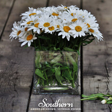 Dwarf Shasta Daisy – 100 Seeds