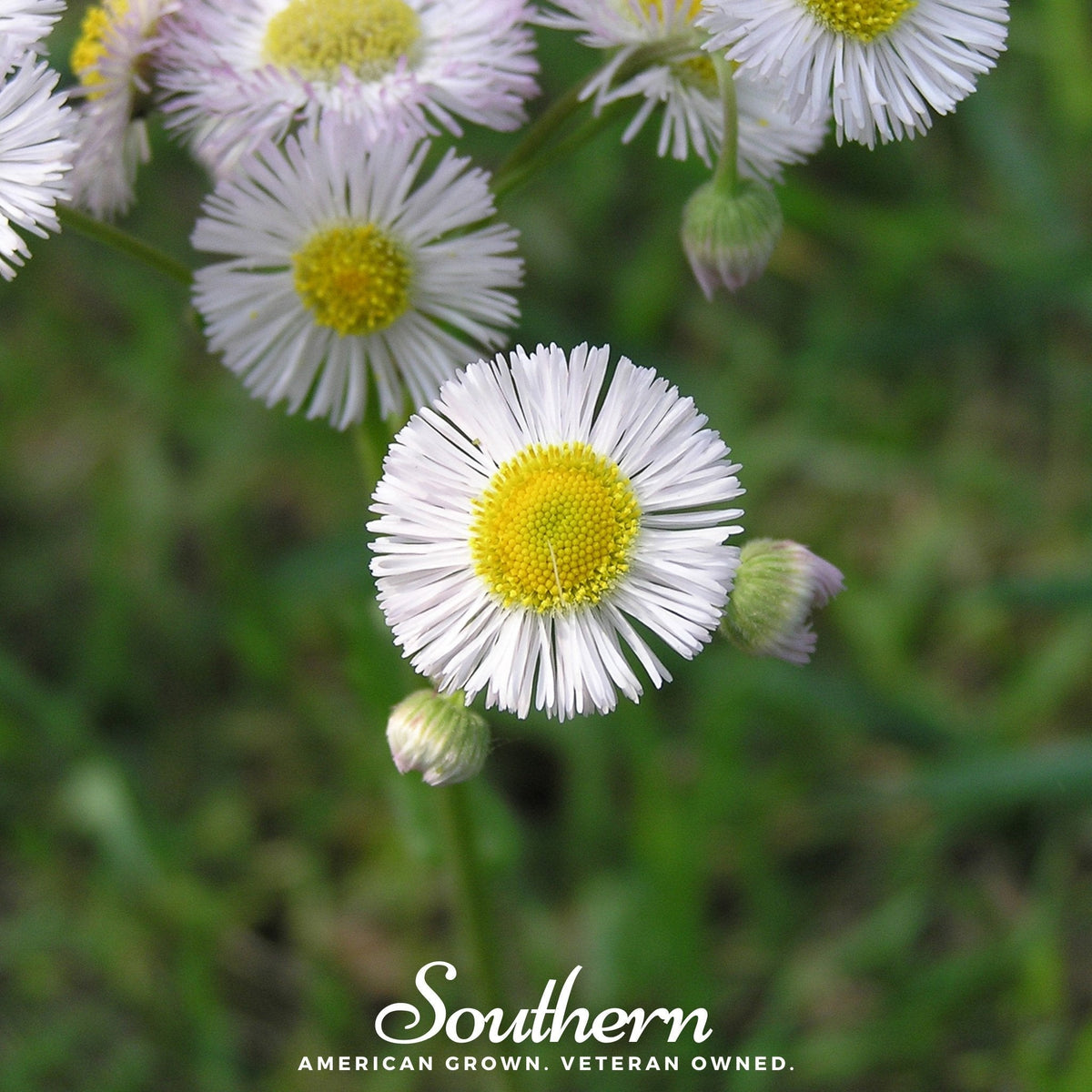 Dainty Daisy Fleabane Seeds – Erigeron speciosus Perennial Flower for Garden, Easy to Grow, Non-GMO, US Grown, 100 Seeds