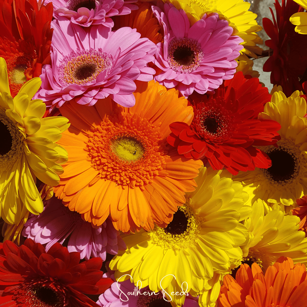 Gerbera Daisy Mix Seeds – 20 Non-GMO Hybrid Flower Seeds – Vibrant Colors – Gerbera jamesonii