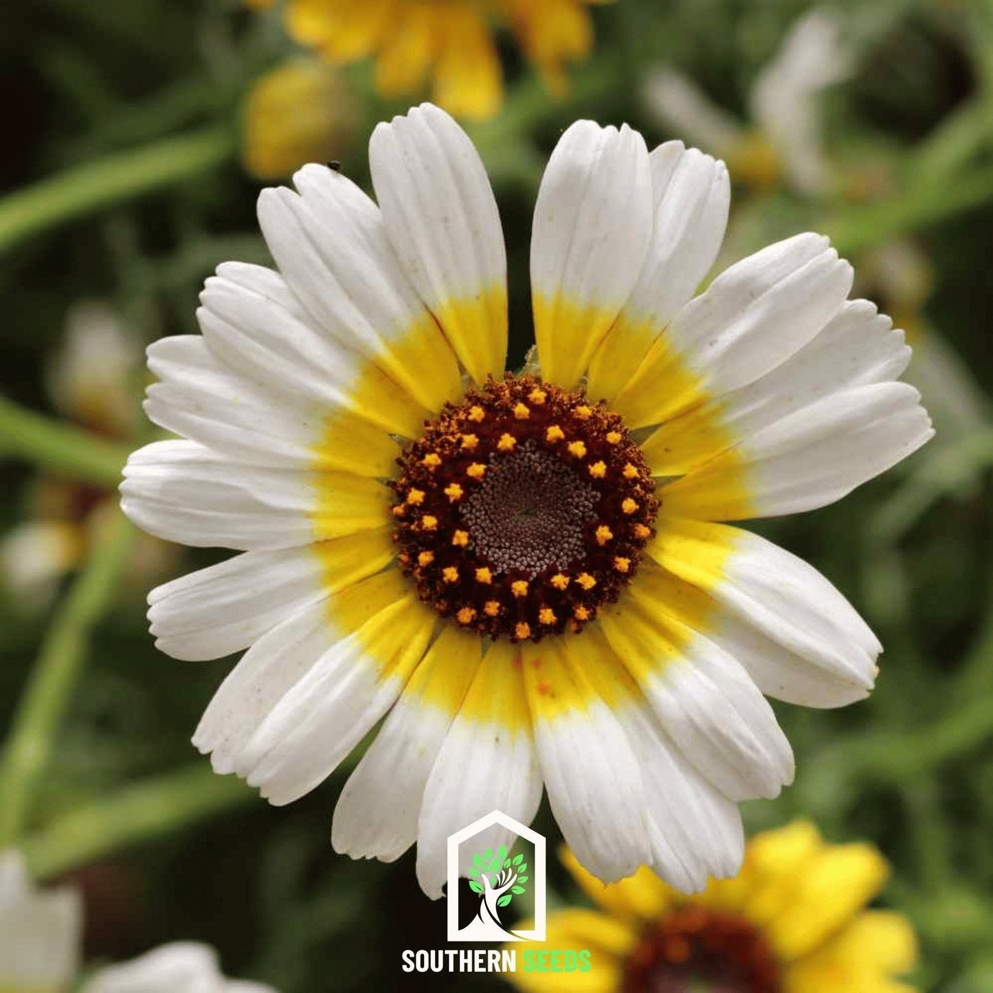 Polar Star Daisy Seeds – 50 Annual Flower Seeds, White Petals with Yellow Center, Chrysanthemum carinatum, Full Sun, Easy to Grow