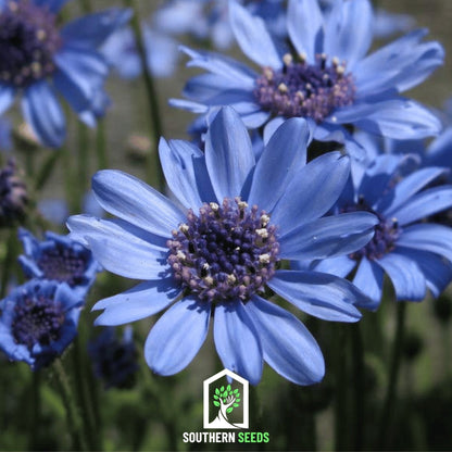 The Blues Blue Daisy – 50 Seeds