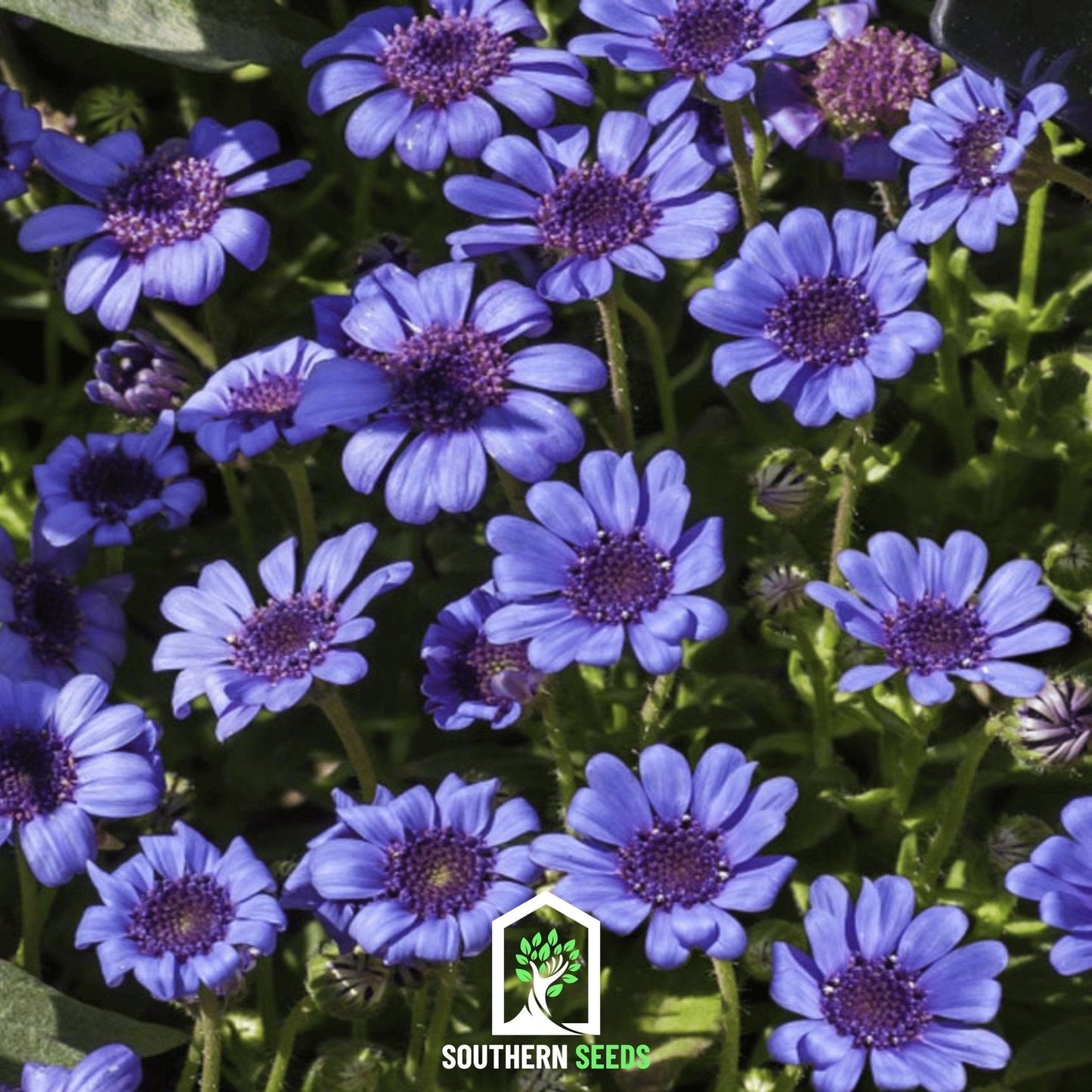 Blue Daisy Seeds | Felicia Heterophylla | True-Blue Flowers | Butterfly & Pollinator Magnet | 50 Seeds