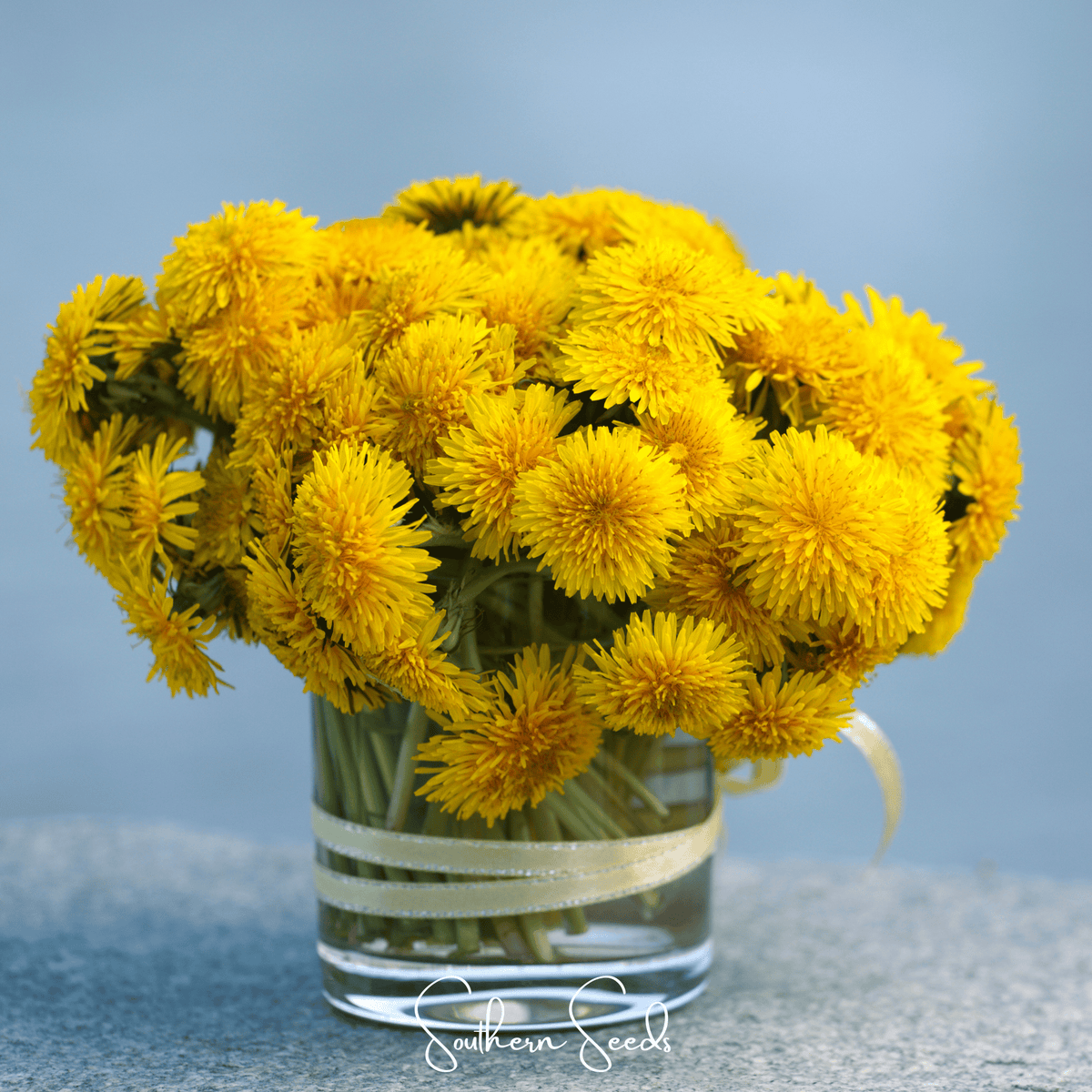 True Dandelion Seeds - Heirloom Taraxacum officinale for Edible Leaves, Flowers & Roots, Non-GMO, Perennial, 50 Seeds