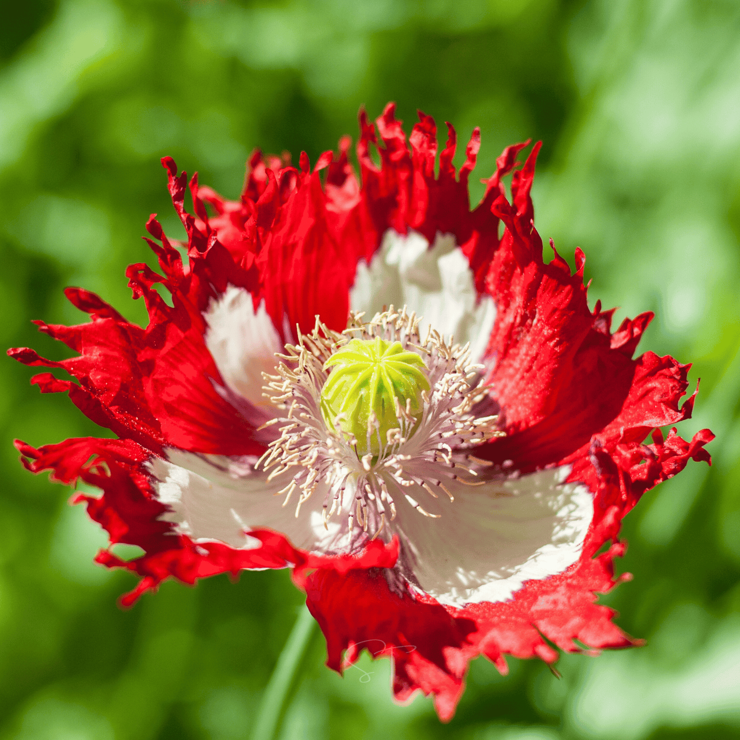 Danish Flag Poppy Seeds – Heirloom, Bright Red & White Cross, 100 Seeds, Annual, Papaver somniferum, Easy to Grow Garden Flower