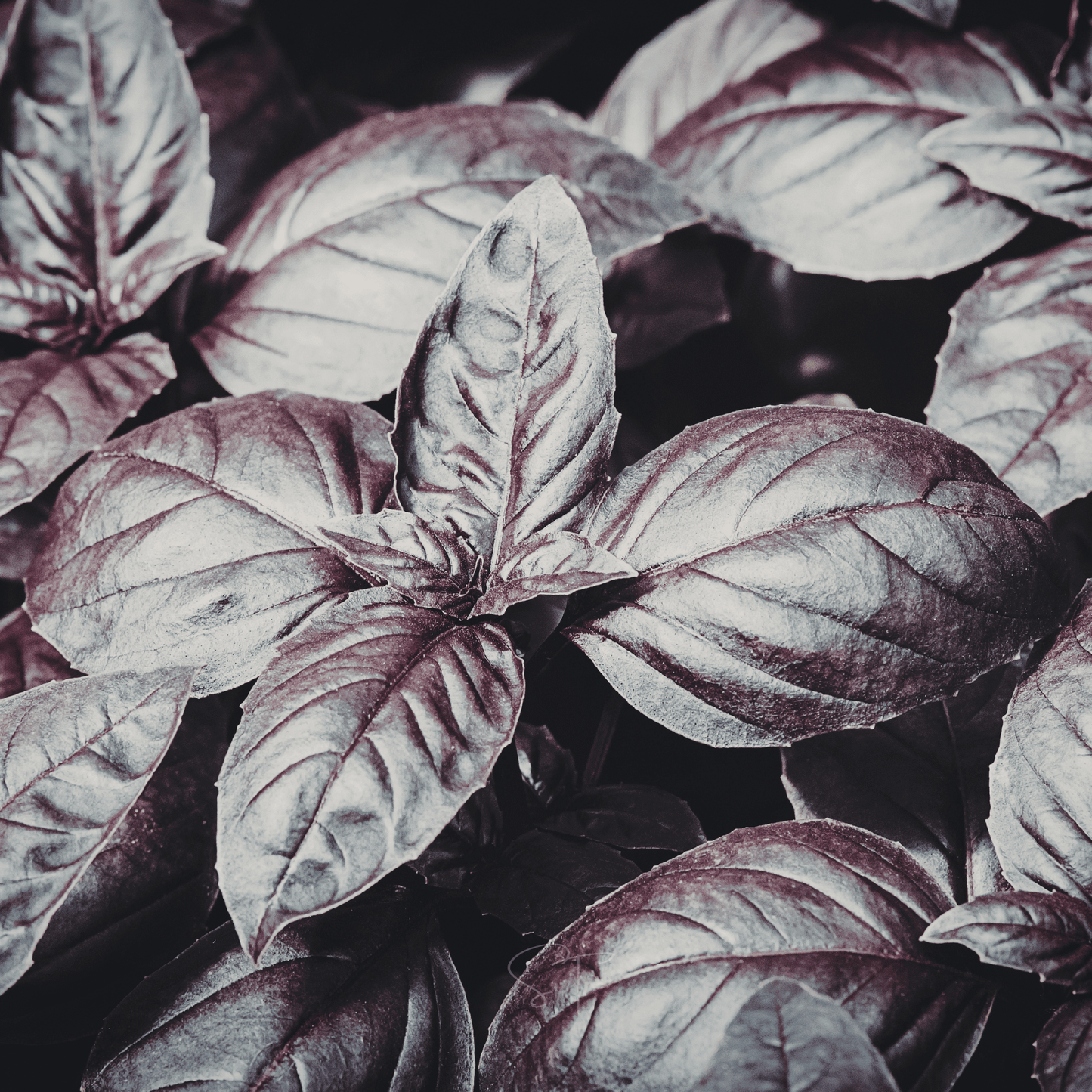 Dark Opal Basil – 250 Seeds