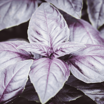 Dark Opal Basil – 250 Seeds