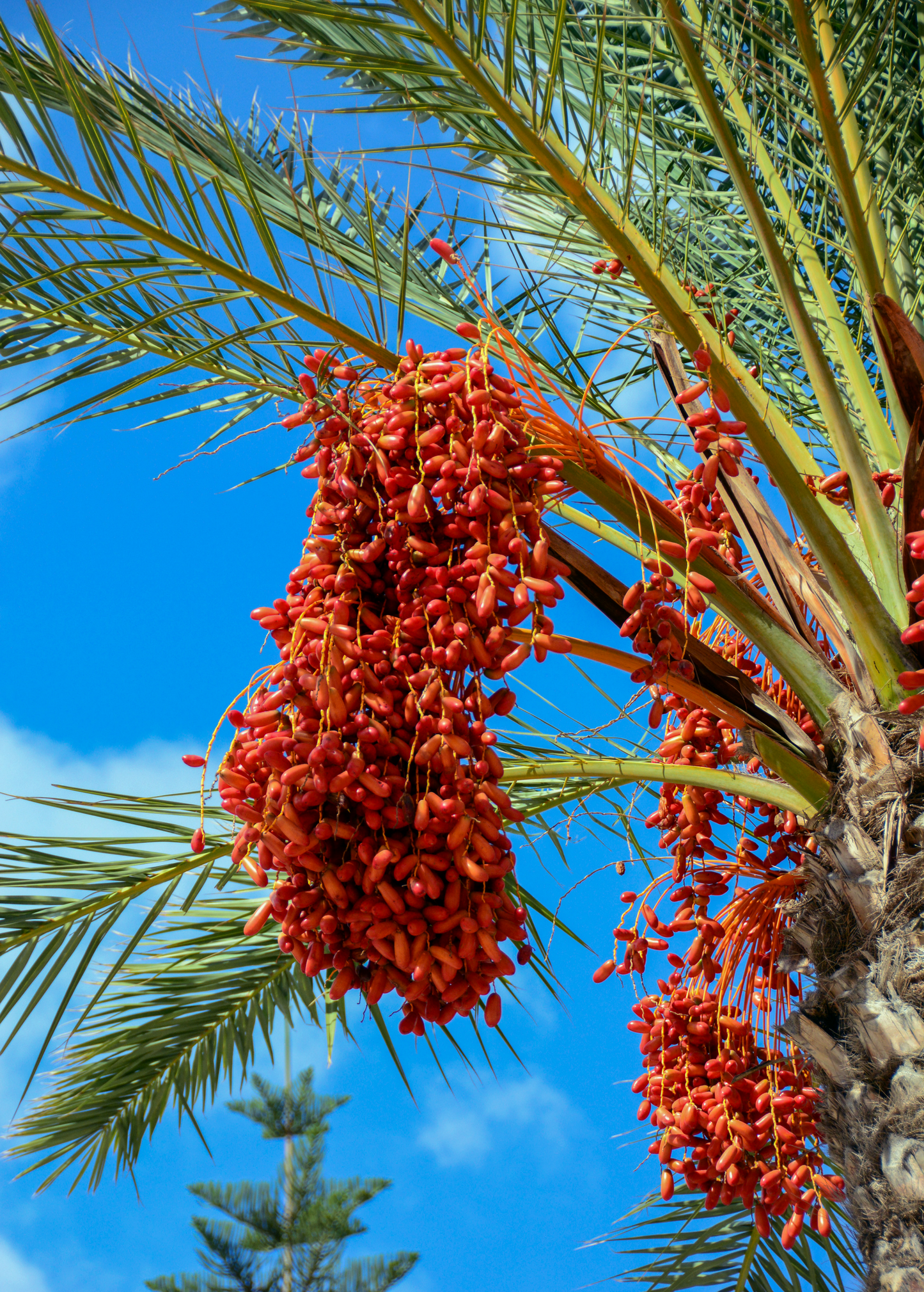 Date Palm Tree, Potted Phoenix dactylifera with Green Bluish-Green Leaves, Ornamental and Fruit-Producing