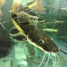 Tiger Shovelnose Hybrid Catfish