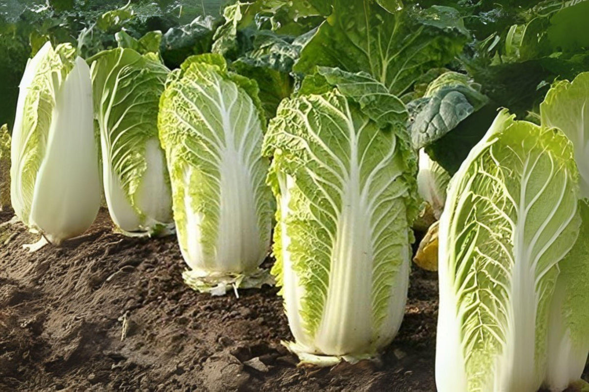 Chinese Cabbage Seeds Kogane, Asian Heirloom, Brassica rapa subsp. pekinensis, Compact, Green Leaves, Home Garden Plant