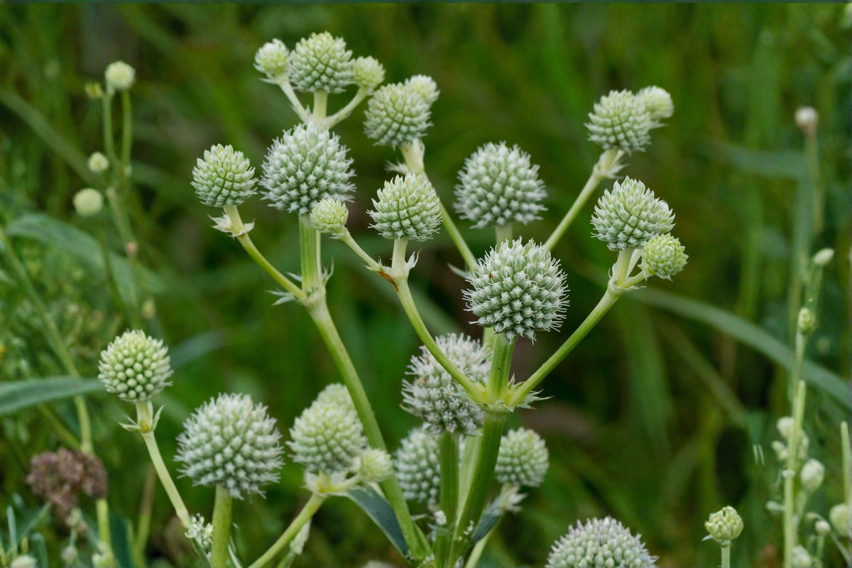 100 Rattlesnake Master Seeds – Eryngium yuccifolium – Native Prairie Wildflower for Pollinators