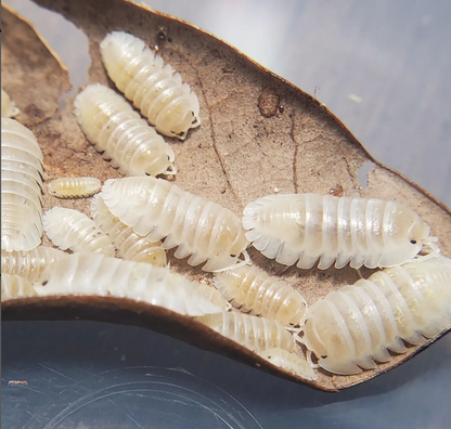 Armadillidium Depressum Magic Potion