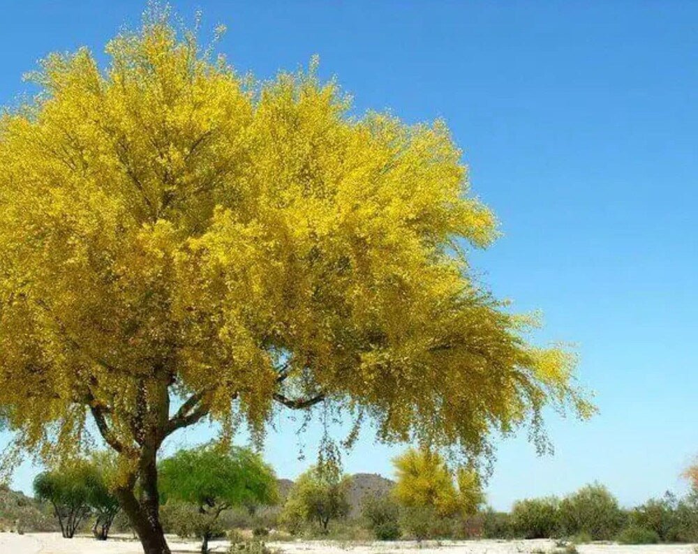 Desert Museum - Thornless Palo Verde Seeds