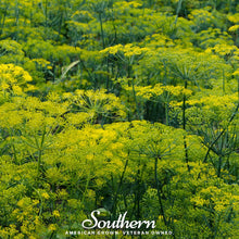 Dukat Dill – 100 Seeds