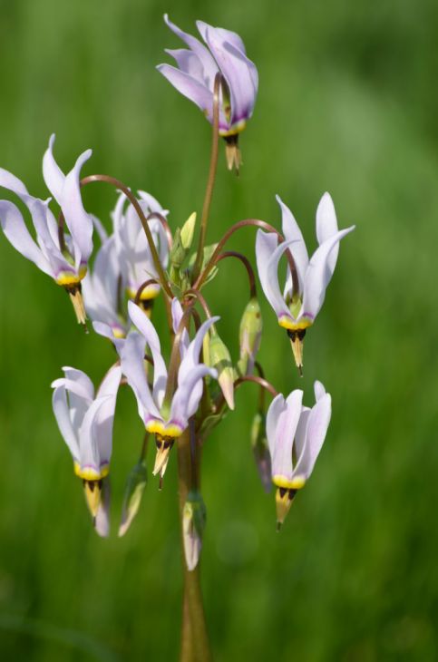 Bare Root Shooting Star Plants - Pink Dodecatheon meadia Wildflower, Pollinator Friendly, Hardy Perennial for Shade Gardens