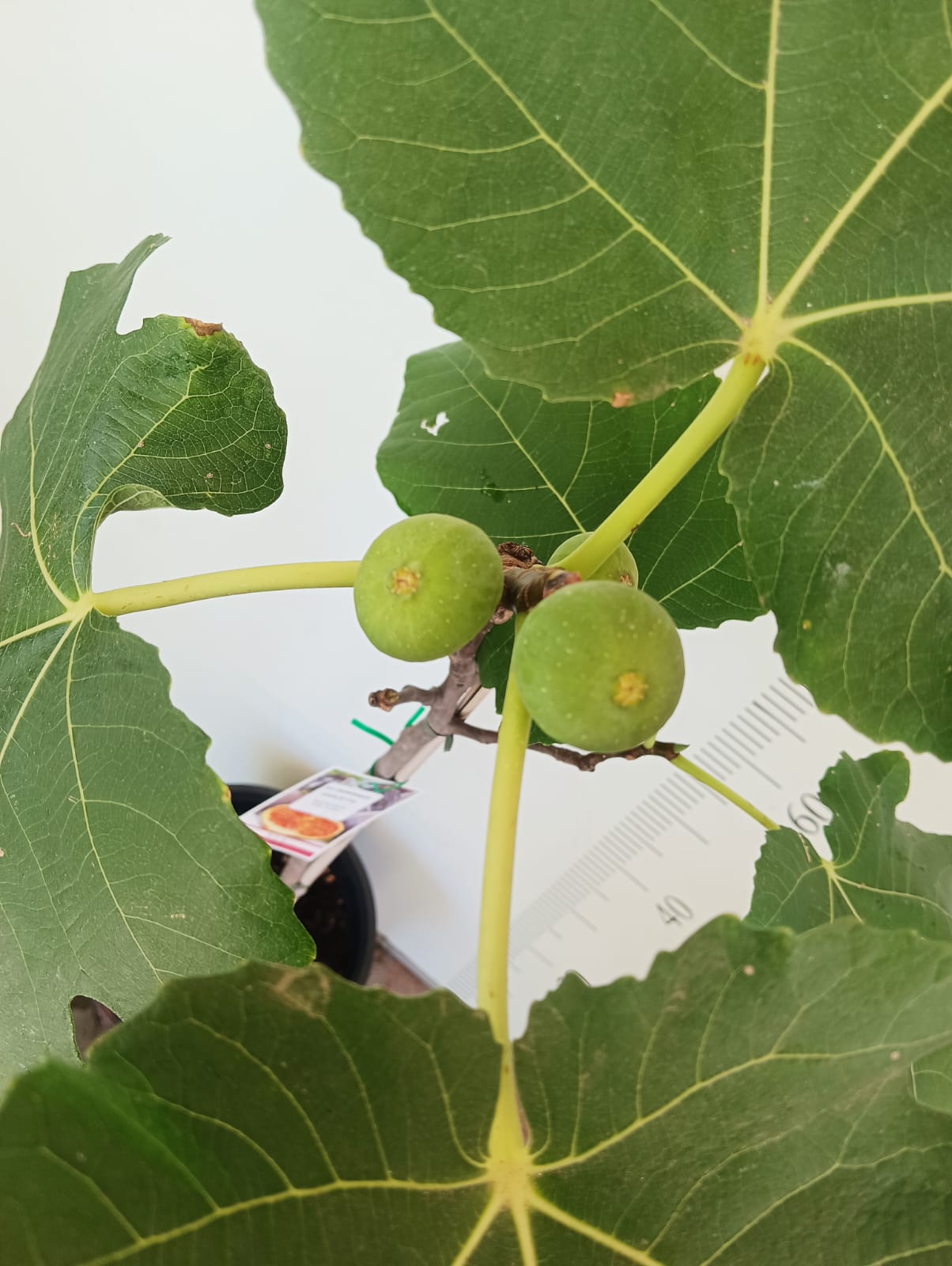 Unrooted Fig Cutting 8"+, 3+ Nodes, Dominick's Ficus carica Heirloom, Cold Hardy Dark Purple Figs for Propagation