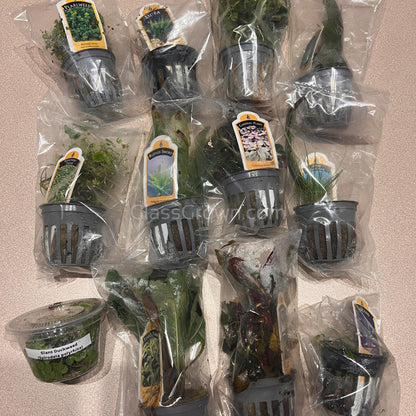 Done For You Plant Package, 12 Full Size (No Co2 Required)